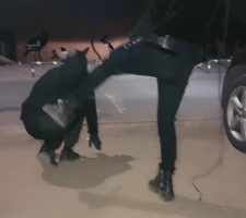 【鑫儿教头】户外公开军训爬行犬 bf11262