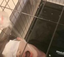 【陌初】多主群调圈养狗【四视角版】 JS220902202