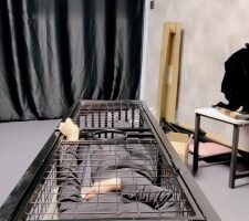 【冷凝大大】圈养囚禁虐刑奴  JS22120601