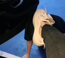 【琪琪大人】户外车库让狗跪舔裸足  JS23060801