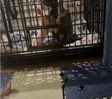 【喵酱紫】沉浸式踩脸/囚禁狗笼 bf43290