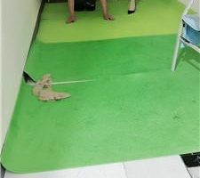 【未央宫】囚禁狗笼/丝袜塞嘴/骑马转胯 bf43335