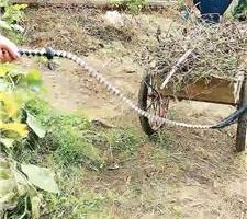 【烟雨】让圈养奴做苦力 JS241014-4