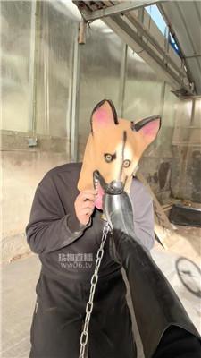 【77夫妻】户外训化人形犬 JS251119-1