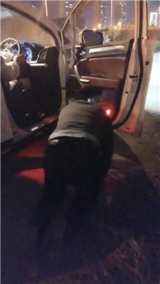 【挨打狗】户外遛狗犬化训斥 JS251231-9